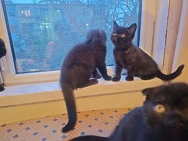 qara pisik sekilleri: Şotland — 10