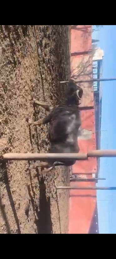 Toyota: Qisir camisdi 2700 azn — 5