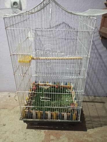 quş üçün qəfəs: Böyük qəfef tek 30 manat + iki papuqayla 50 manat Balaca qəfəs 10 — 1