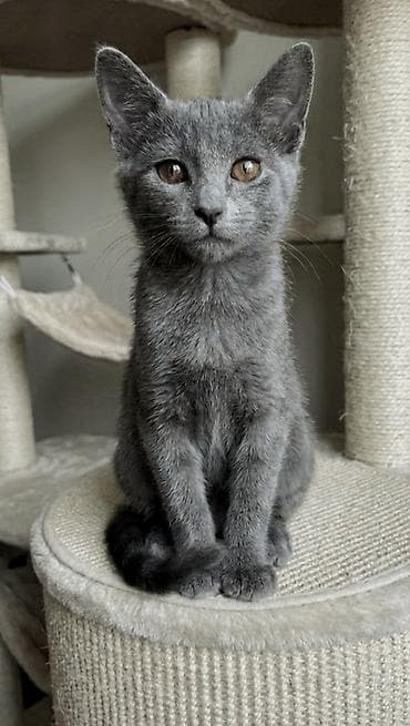 britanski pisik: Rus mavi, Erkək, Yaxşı əllərə — 5