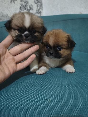 ağ afcarka: Pekines, 3 ay, Ünvandan götürmə — 6
