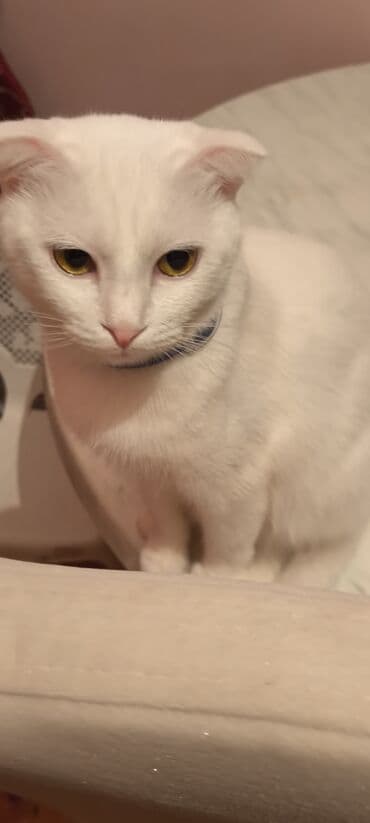 at sekileri: Şotland yastı qulaq — 8