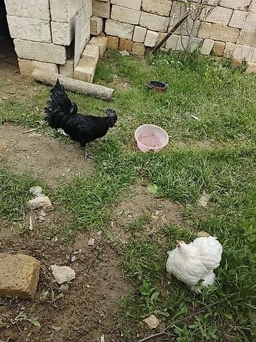 ligorin toyuq: Toyuq, Damazlıq — 4