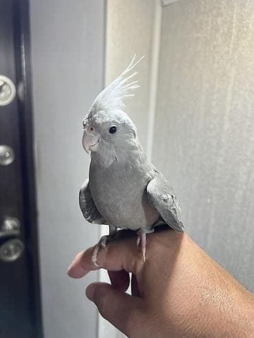 Rucnoy (el qushu) yanaqsiz erkey bala korella,shprisle boyuyub,elden