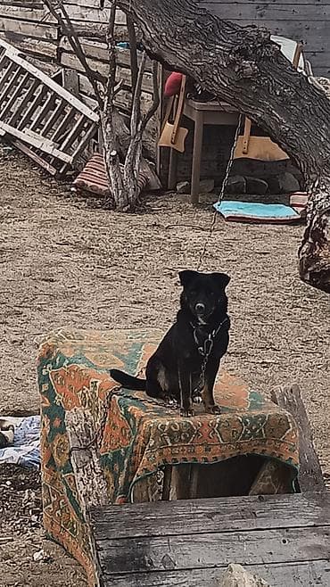 it qiz: Zıvanok erkek heyet iti — 1