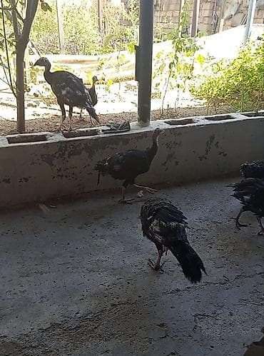 Hinduşkalar: Məhsul: Hind quşu balaları (papaq/çarxda böyüdülmüş) 0559564121 zek et — 4