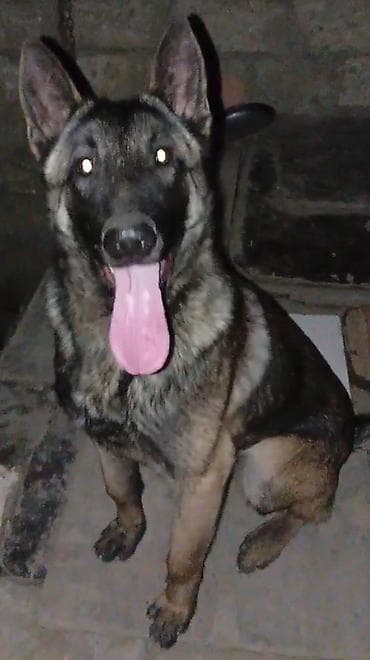 Belçika çoban iti, 7 ay, Erkek, Peyvəndli, Ünvandan götürmə