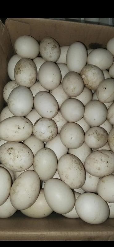 Pekin ördəklərin yumurtaları satılır biri 50 qəpik hər gün 50.60 arası