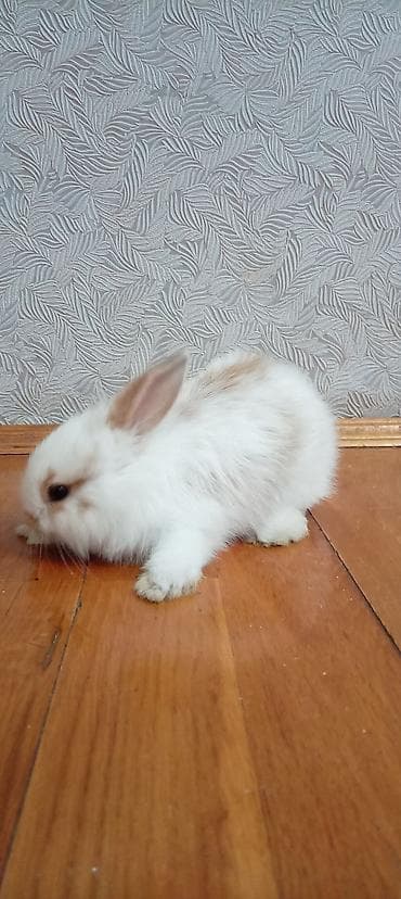 mini toy pudel: Mini lop dovşan balası satılır. 15 azn — 3