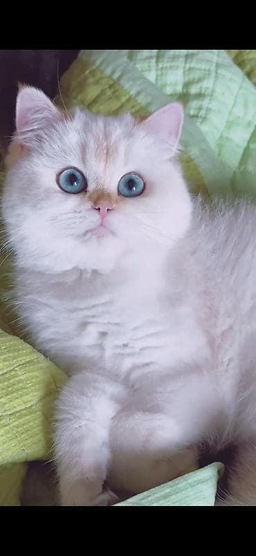 Qızıl şinşilla, Yaxşı əllərə