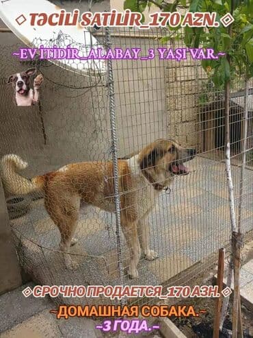 qizil balıq qiymeti: Alabay, 3 il, Peyvəndli — 1