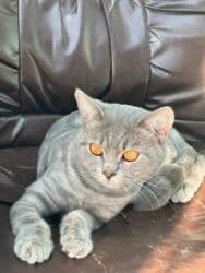 tükü olmayan pişik: Şotland, Erkək, Yaxşı əllərə, Ünvandan götürmə, Ödənişli çatdırılma, Rayonlara çatdırılma — 12