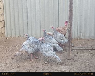 hinduşka balasi: Damazliq heyvanlardi 4fere 1xoruz qaldi maraqlanan yaza biler unvan — 3