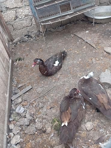 qus adlari: Salam lal ordəklərdi 3 ədəd biri 18 manat unvan binə savxoz — 1