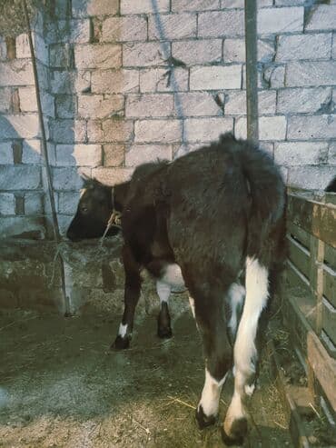 qoyun quzu satilir: 7 ayliq diwi duye — 3