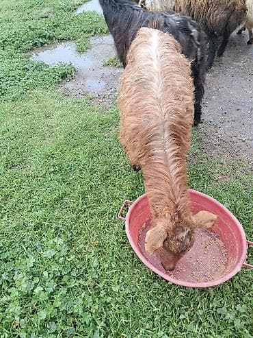 Inəklər, öküzlər: Disi keci — 2