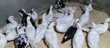 tovuz quşu satışı: Təcili satılır.Real alıcılar əlaqə saxlaya bilər — 6