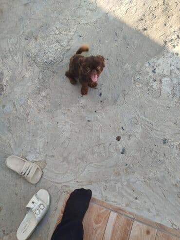 pekines balaları: Pekines, 6 ay, Erkek — 1