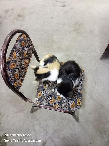 pisik adlari rusca: Yaxşı əllərə — 4