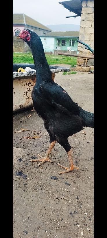 döyüş xoruzu: Məhsul: O Şamo Təsvir: - Rəng: Tam qara lələk örtüyü, qırmızı baş-üz — 1