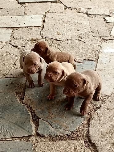 Pitbul, 1 ay, Dişi, Peyvəndli