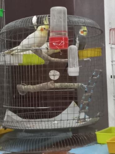 попугай корелла: Nimfa (Cockatiel) tutquşları – müxtəlif rənglərdə - Perçlər — 3
