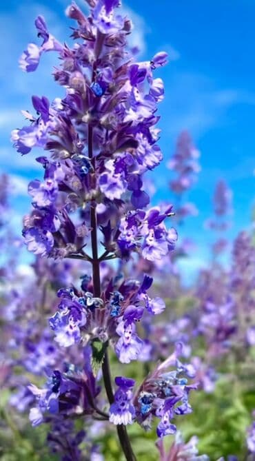 Lavanda (Lavandula) tingləri – ətirli, dekorativ və faydalı çoxillik