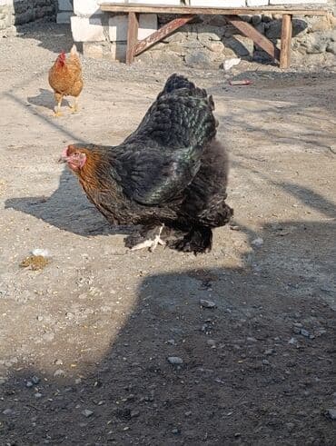 it yem: Toyuq, Brama, Damazlıq, Ödənişli çatdırılma — 2