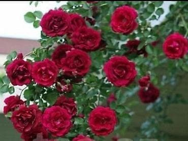 Dırmaşan qızılgül fidanları – tünd qırmızı/çəhrayı çoxçiçəkli sort at lalafo.az Dırmaşan qızılgül fidanları – tünd qırmızı/çəhrayı çoxçiçəkli sort