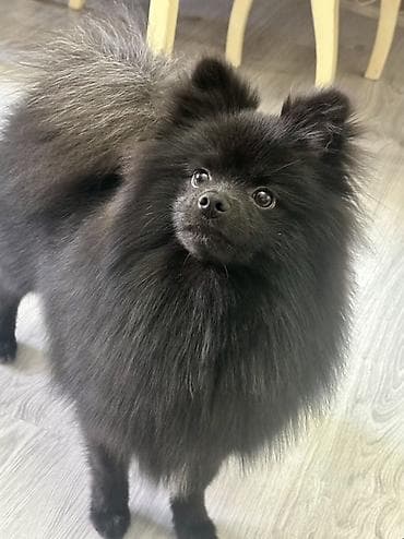 heyvan satisi: Şpitz, 7 ay, Erkek, Peyvəndli, Ünvandan götürmə — 2