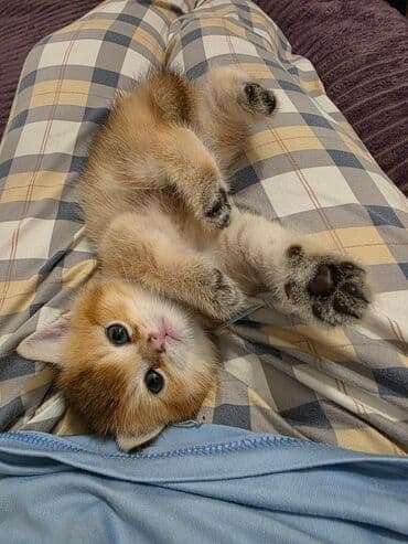 it ehtibarli əllərə verilir: Britan yastı qulaq, Erkək, Dişi, Yaxşı əllərə, Ünvandan götürmə, Pulsuz çatdırılma, Ödənişli çatdırılma — 9