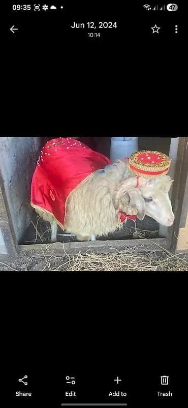 qoyun bazari: Qurbanlıq qoyun – ənənəvi bəzəkli - Növ: qoyun (qurbonluq üçün — 1