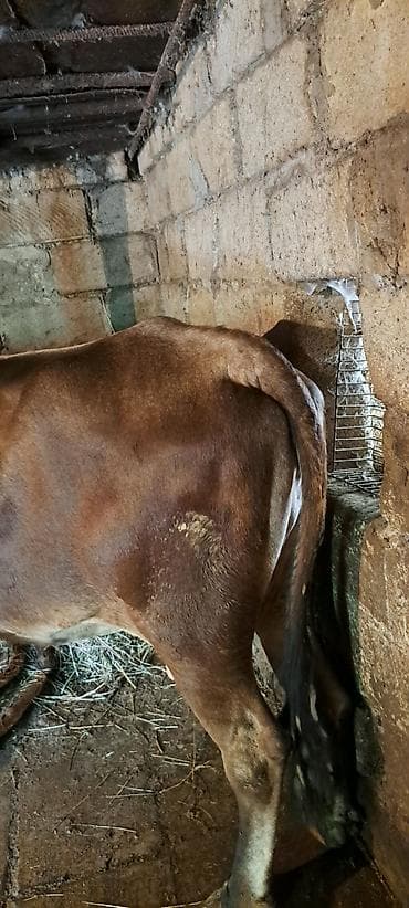 inəkler: Südlük inək - Rəng: tünd-qəhvəyi, ağ alt hissələr - Cinsiyyət: dişi - — 2