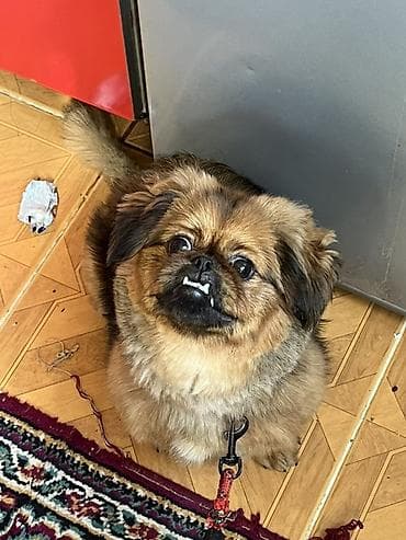 heyvan sekilleri yukle: Pekinqlad (Pekingese) tipli kiçik ölçülü it – ev şəraitinə uyğun — 1