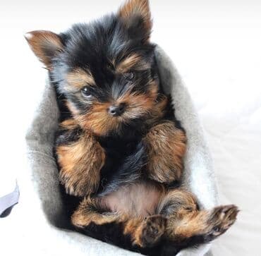 itler bala: Yorkşir teryer, 1 ay, Erkek, Sənədli, Pulsuz çatdırılma — 1