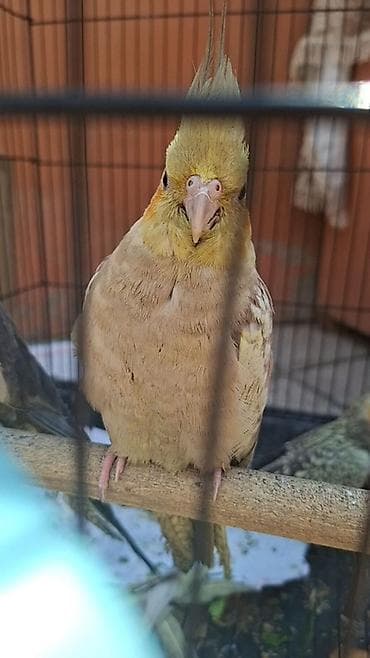 tutuquş: Nymph paraketləri (Cockatiel) – müxtəlif rənglərdə - Növ: Nymph — 1