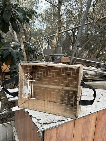 keci seki: Taxta və torlu daşıma qəfəsi - Material: kontrplak gövdə və — 3