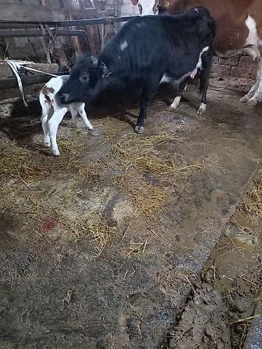 yerli inək cinsləri: 1 ci qarin Disi Simmental Balasi .Tam sude dusmuyub Ayin 2 si dogub — 4
