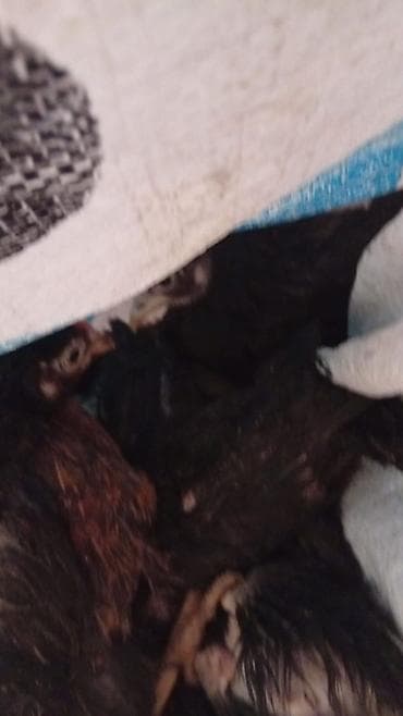 Toyuq cücələri, Damazlıq