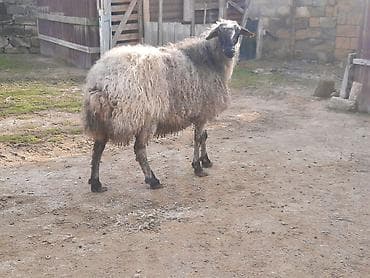 balaca quzu qiyməti: Ətlik dişi qoyun satılır.Kök heyvandı.Diri çəkisi 6 AZN — 3