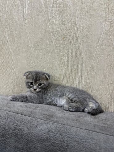 где продаются кошки: Шотладская вислоухая, В добрые руки — 2