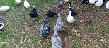 электрическая машинка для стрижки овец: Satılır kim istəsə zakaz edə bilər.Ünvan Biləsuvar — 11