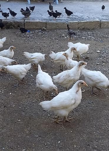 cuce satisi: Toyuq cücələri, Damazlıq, Ünvandan götürmə — 2