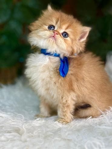 ev itler: Fars — 9