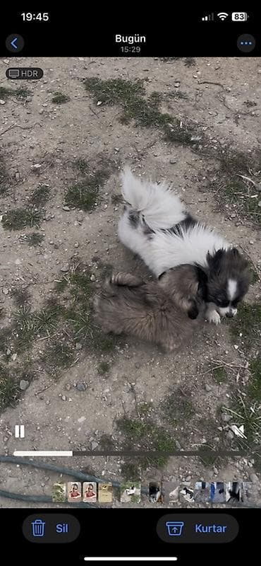 xarici it adları: Şpitz, 1 il, Dişi — 2