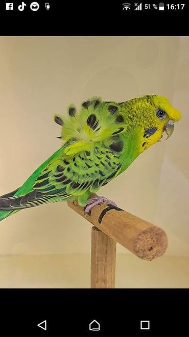 əbabil quşunun qiyməti: Yaponic cütü 70 azn — 3