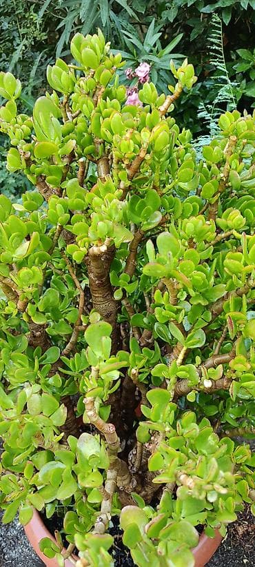 Комнатные растения: Bitki: Crassula ovata (Pul ağacı, Jade Plant) – iri, çoxgövdəli nümunə — 3