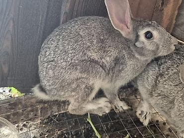 rizen dovşan: 🐇 5 ədəd 4 aylıq sağlam dovşan satılır! ✔️ Sağlam və aktivdir ✔️ Ev — 2