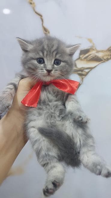 sort pişiklər: Böyük gözlü, boz-ağ cizgili bala pişik - Cins: Ev pişiyi — 4