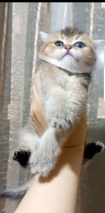 pişik növləri: Britan, Erkək, Yaxşı əllərə, Ünvandan götürmə — 4